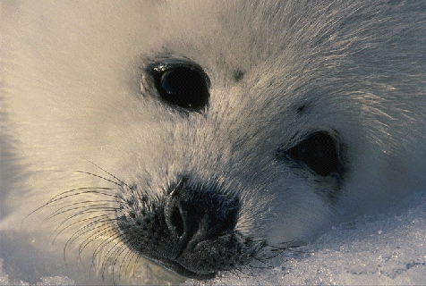 sealpup