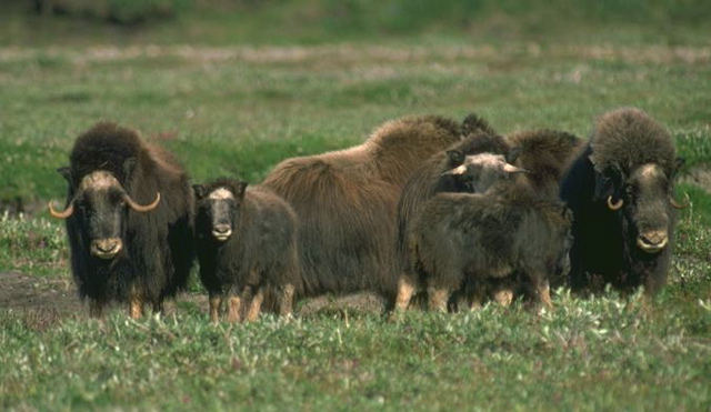 muskox2