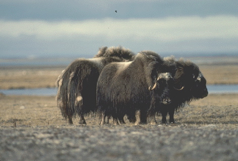 muskox