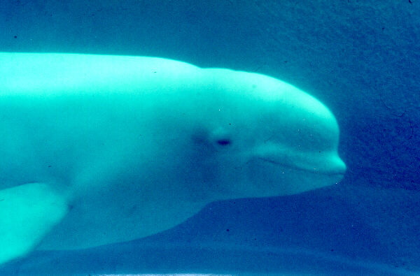 beluga