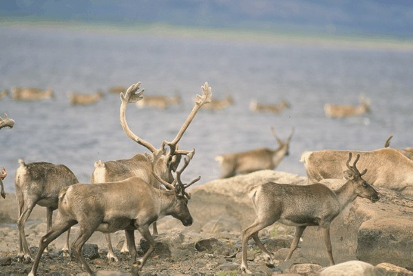 caribou