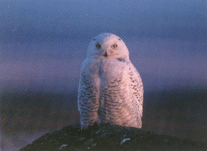 snowyowl