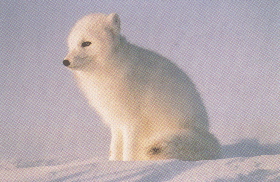 arcticfox