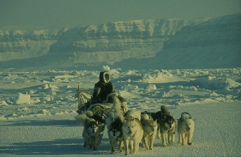 dogsled1