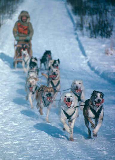 sleddog_race