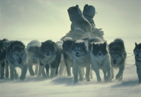 dogsled2