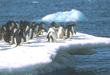 penguins