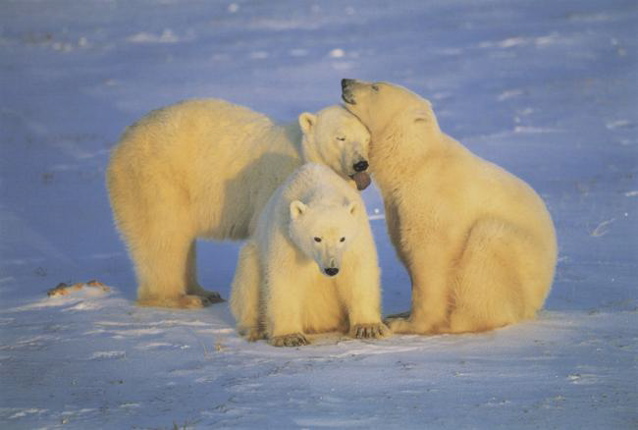3pbears