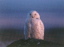 snowyowl