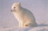 arcticfox