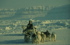 dogsled1